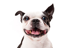 boston terrier